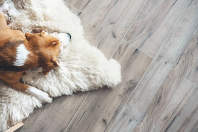 The Best Pet-Friendly Flooring Options for Your Home